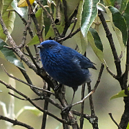 Tit-like Dacnis